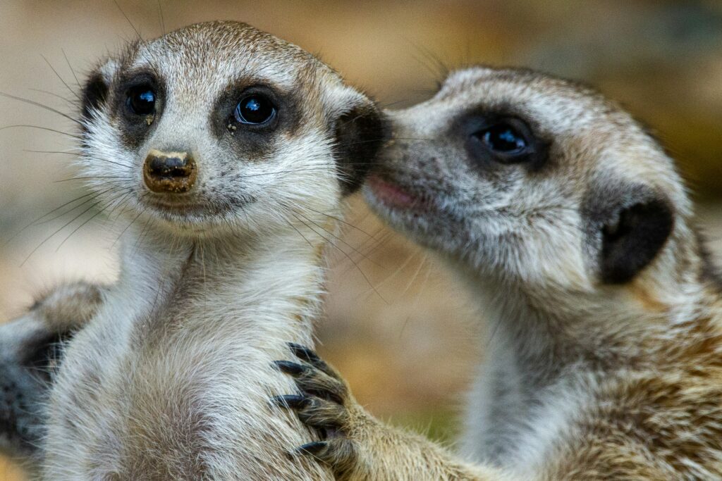 Two meerkats are standing next to each other.
