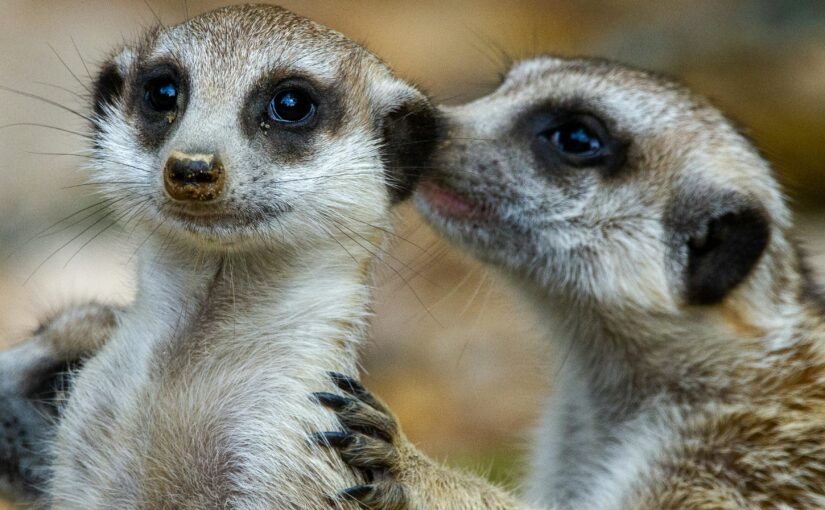 Two meerkats are standing next to each other.